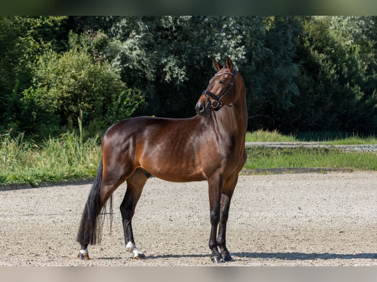KWPN Wallach 4 Jahre 170 cm Brauner in Aalsmeer