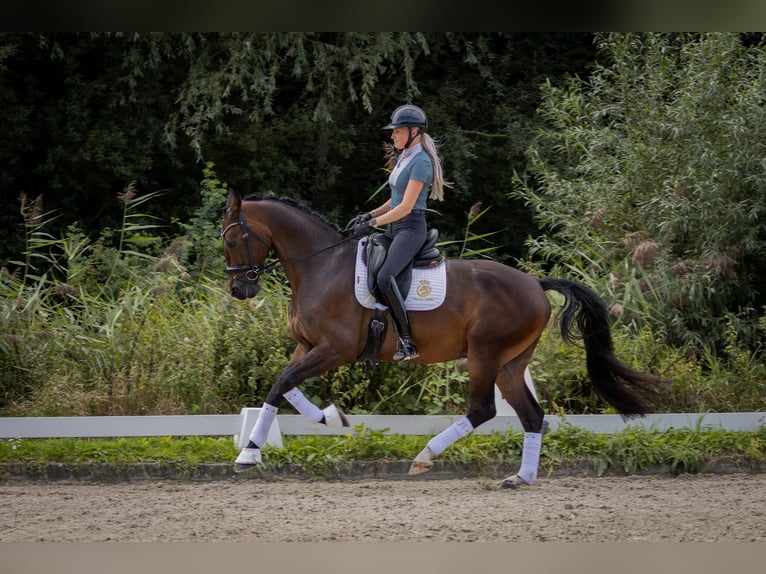 KWPN Wallach 4 Jahre 170 cm Brauner in Aalsmeer