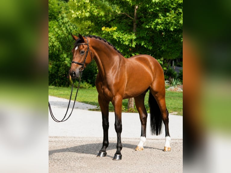 KWPN Wallach 4 Jahre 170 cm Brauner in Szarvas