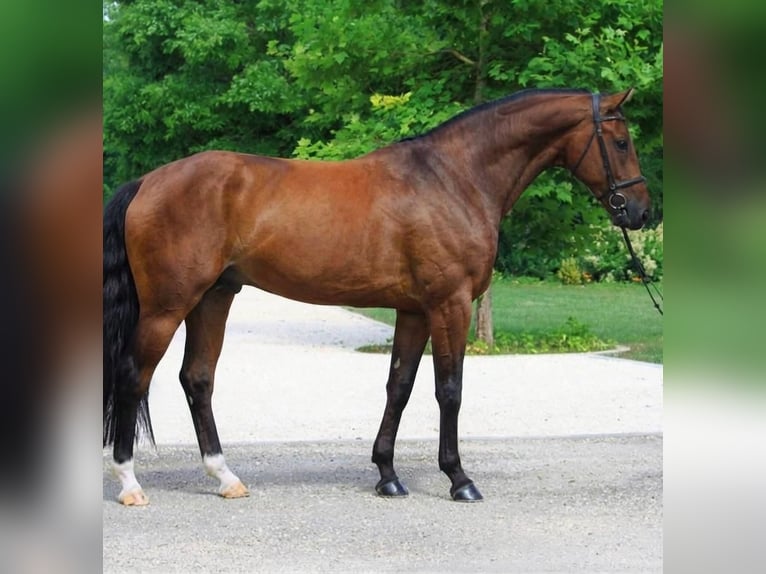 KWPN Wallach 4 Jahre 170 cm Brauner in Szarvas