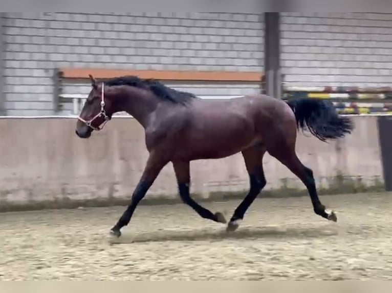 KWPN Wallach 4 Jahre 170 cm Brauner in Königsbach-Stein