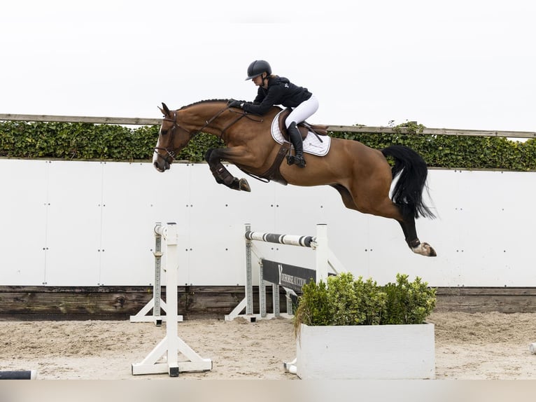 KWPN Wallach 4 Jahre 170 cm Brauner in Waddinxveen