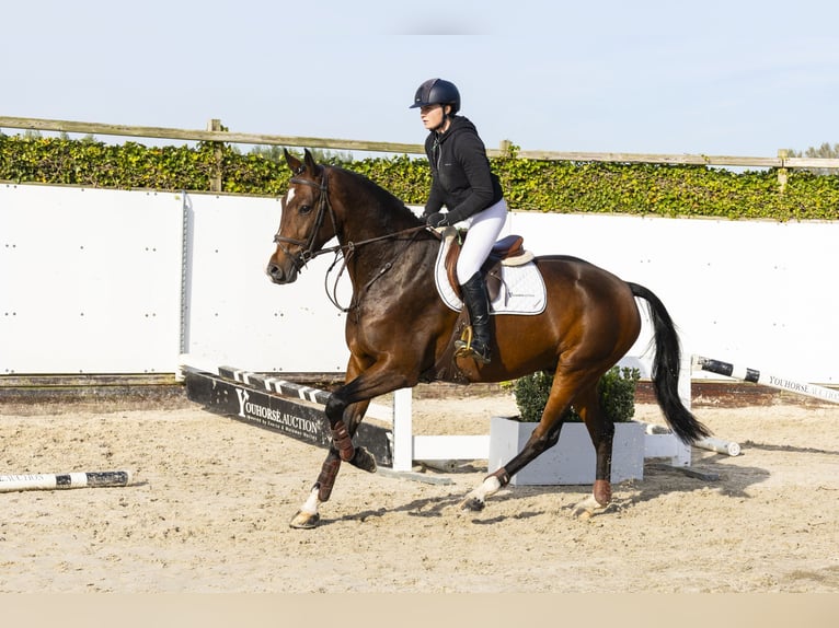 KWPN Wallach 4 Jahre 170 cm Brauner in Waddinxveen