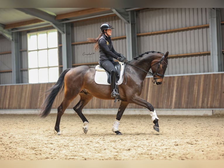 KWPN Wallach 4 Jahre 170 cm Dunkelbrauner in Harlingen