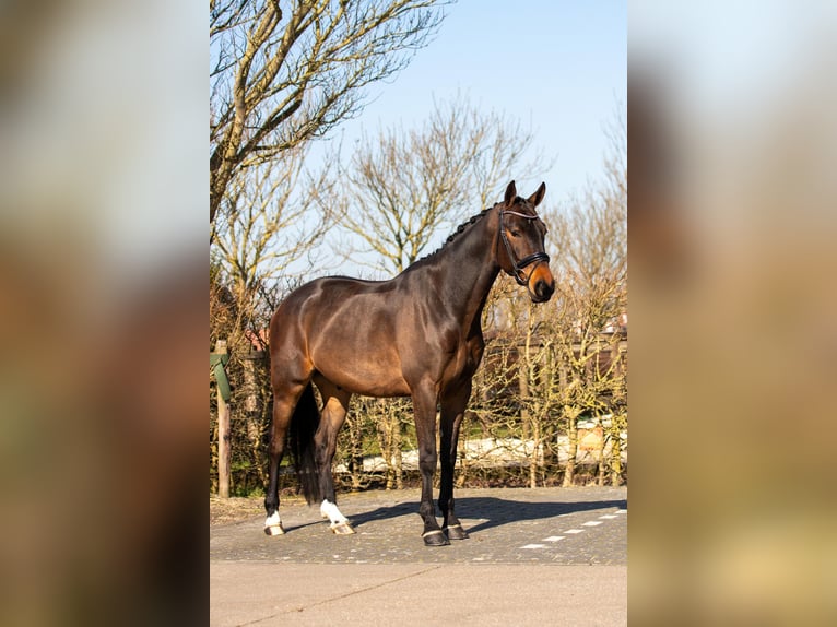 KWPN Wallach 4 Jahre 170 cm Dunkelbrauner in Harlingen