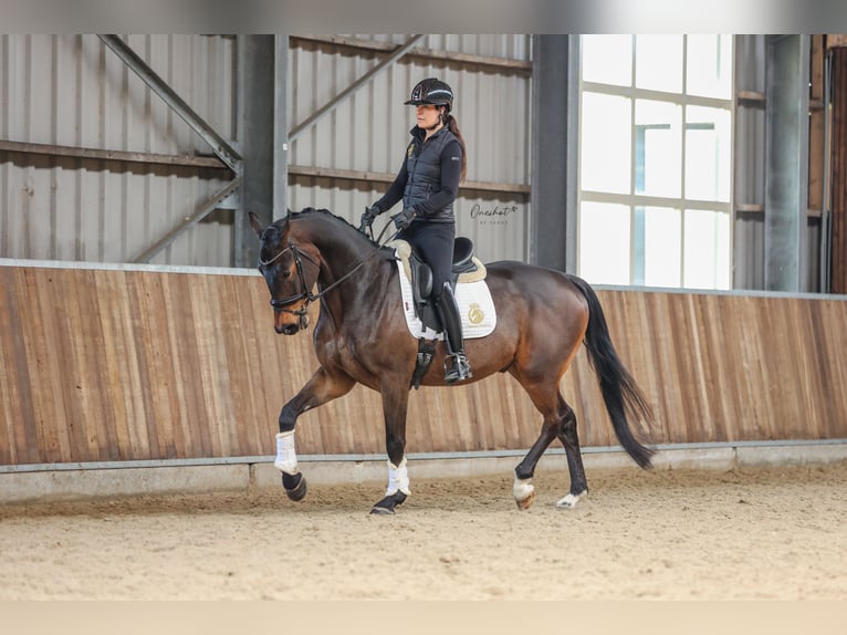 KWPN Wallach 4 Jahre 170 cm Dunkelbrauner in Harlingen