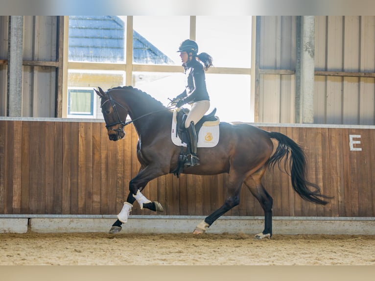 KWPN Wallach 4 Jahre 170 cm Dunkelbrauner in Harlingen
