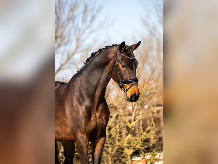 KWPN Wallach 4 Jahre 170 cm Dunkelbrauner in Harlingen