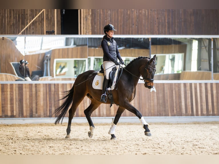 KWPN Wallach 4 Jahre 170 cm Dunkelbrauner in Harlingen