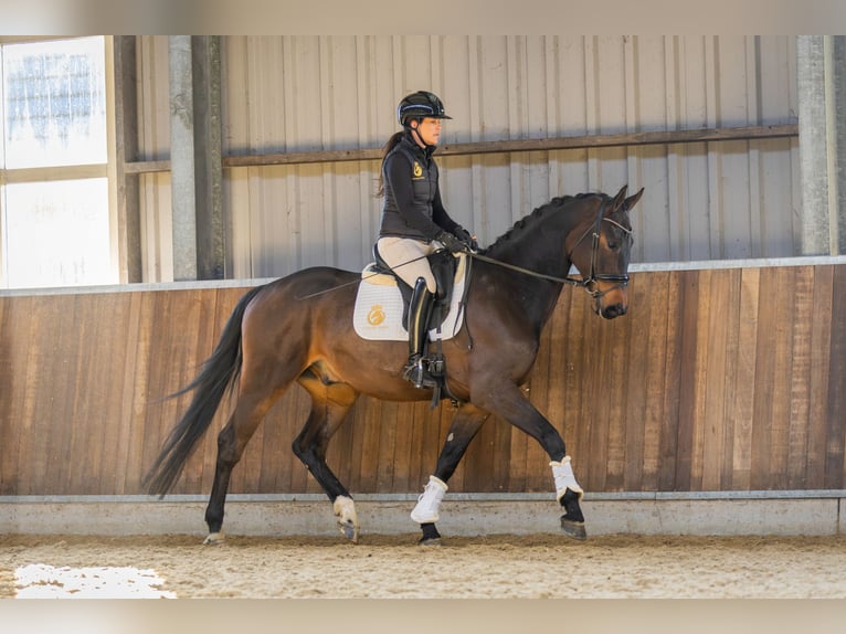 KWPN Wallach 4 Jahre 170 cm Dunkelbrauner in Harlingen