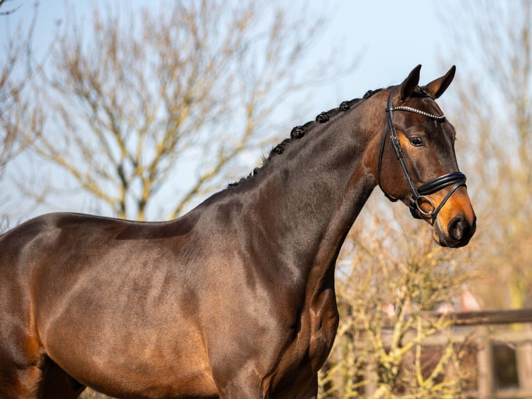 KWPN Wallach 4 Jahre 170 cm Dunkelbrauner in Harlingen