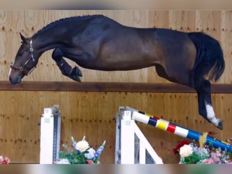 KWPN Wallach 4 Jahre 170 cm Dunkelbrauner in T&#xF6;nisvorst