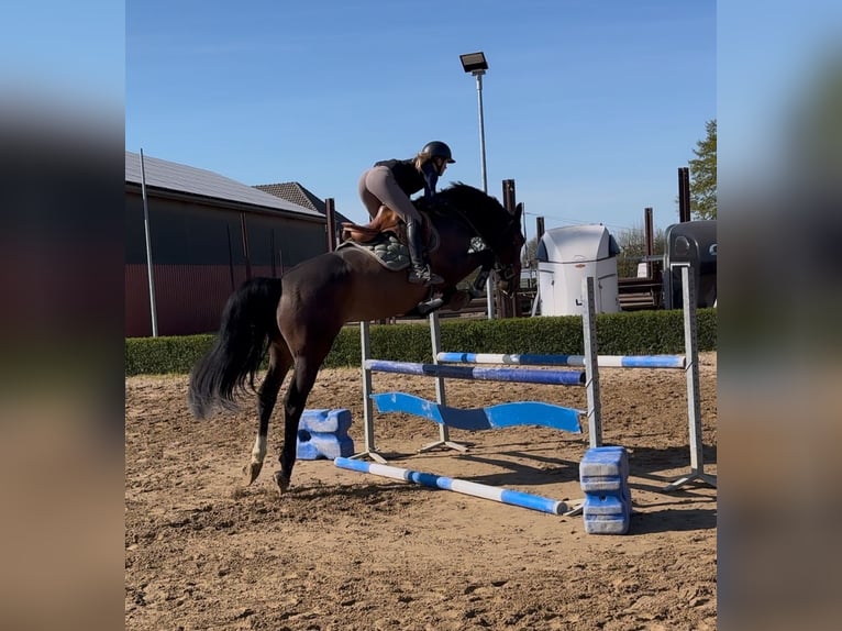 KWPN Wallach 4 Jahre 170 cm Dunkelbrauner in T&#xF6;nisvorst