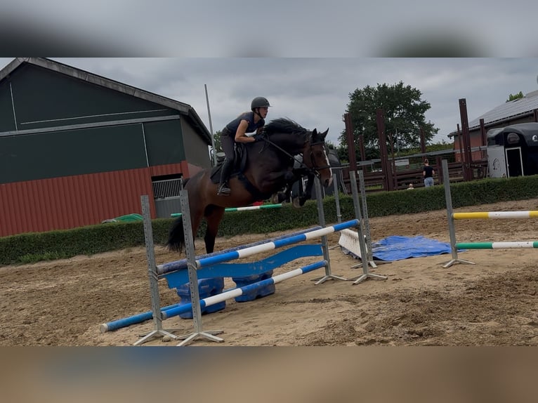 KWPN Wallach 4 Jahre 170 cm Dunkelbrauner in T&#xF6;nisvorst