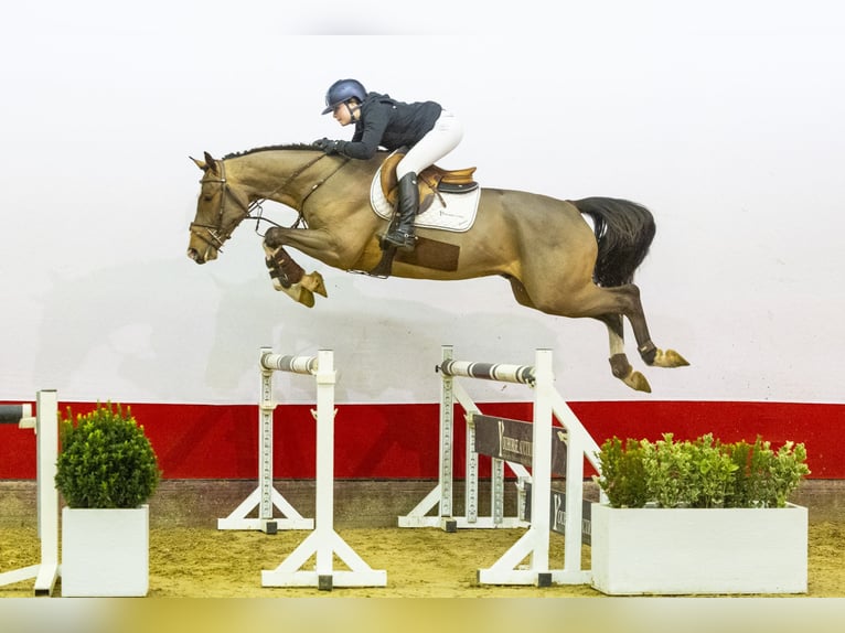 KWPN Wallach 4 Jahre 170 cm Dunkelbrauner in Waddinxveen