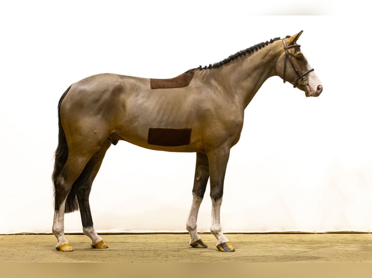 KWPN Wallach 4 Jahre 170 cm Dunkelbrauner in Waddinxveen