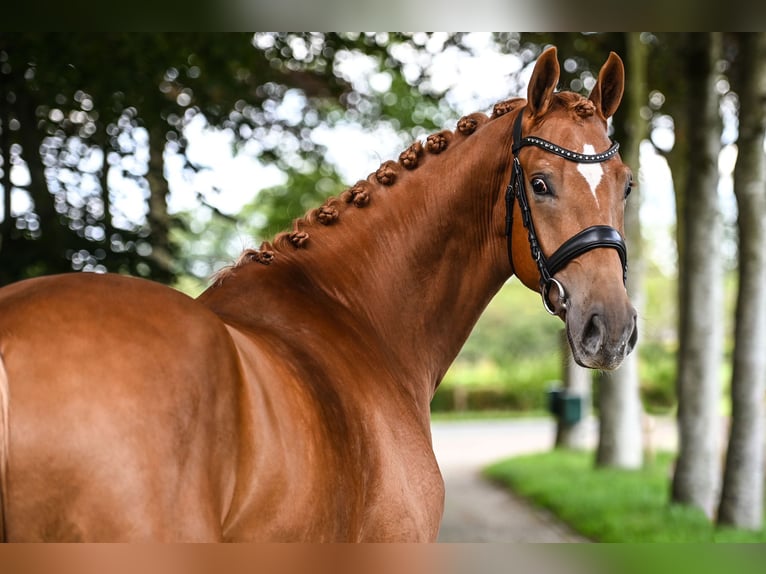 KWPN Wallach 4 Jahre 170 cm Fuchs in Rees