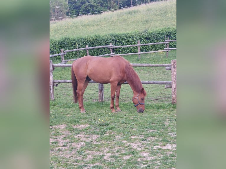 KWPN Wallach 4 Jahre 170 cm Fuchs in Velinci