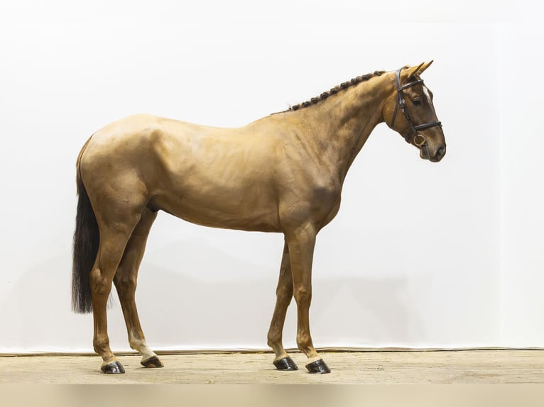 KWPN Wallach 4 Jahre 170 cm Fuchs in Waddinxveen