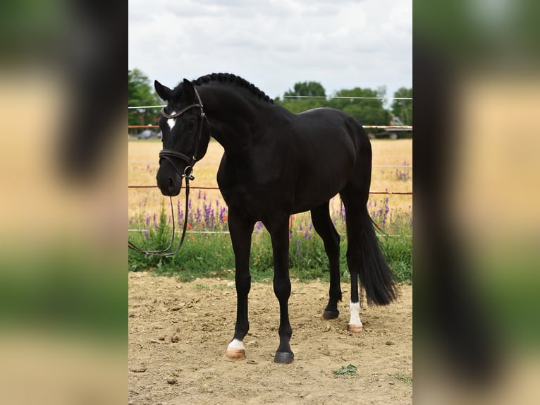 KWPN Wallach 4 Jahre 170 cm Rappe in Balatonfüred