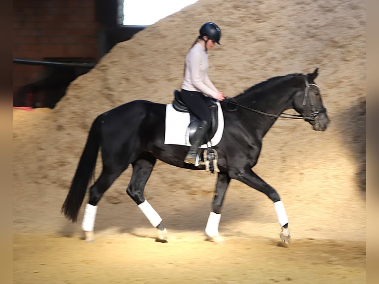 KWPN Wallach 4 Jahre 170 cm Rappe in Wielen