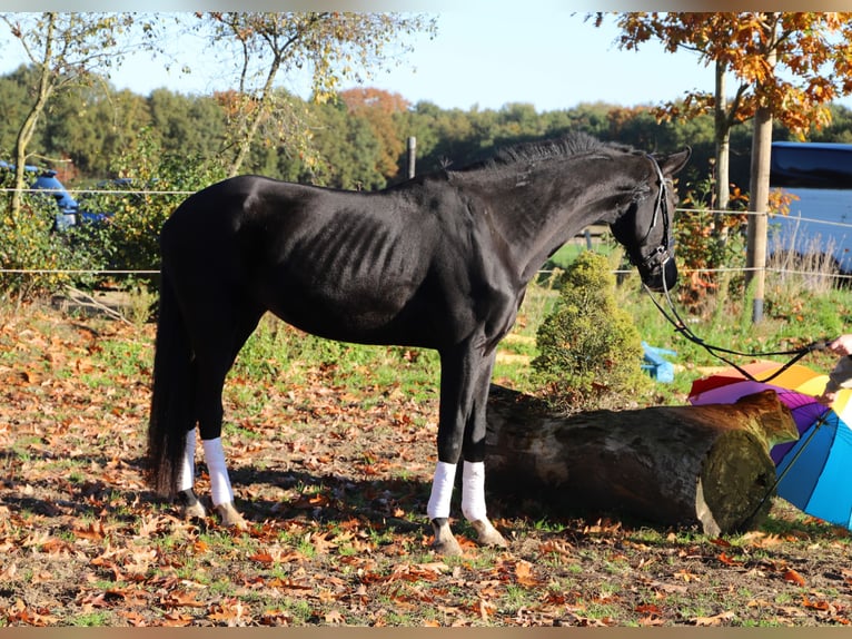 KWPN Wallach 4 Jahre 170 cm Rappe in Wielen