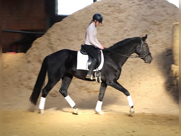 KWPN Wallach 4 Jahre 170 cm Rappe in Wielen