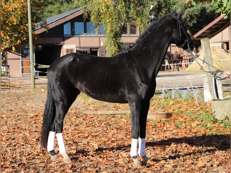 KWPN Wallach 4 Jahre 170 cm Rappe in Wielen