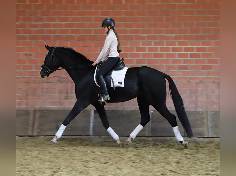 KWPN Wallach 4 Jahre 170 cm Rappe in Wielen