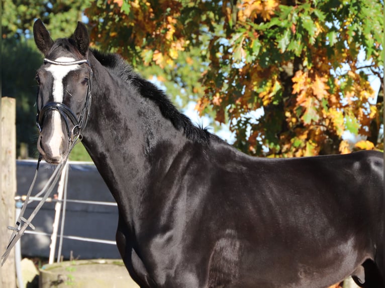 KWPN Wallach 4 Jahre 170 cm Rappe in Wielen