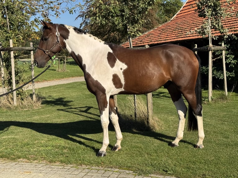 KWPN Wallach 4 Jahre 170 cm Schecke in Rosendahl