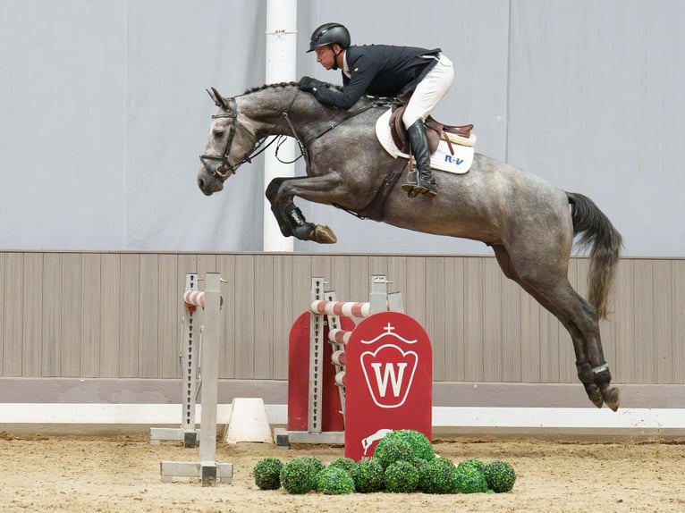 KWPN Wallach 4 Jahre 170 cm Schimmel in Mnster-Handorf