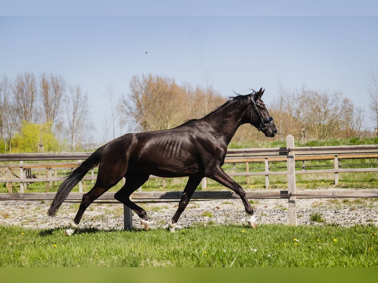 KWPN Wallach 4 Jahre 170 cm Schwarzbrauner in Sluiskil