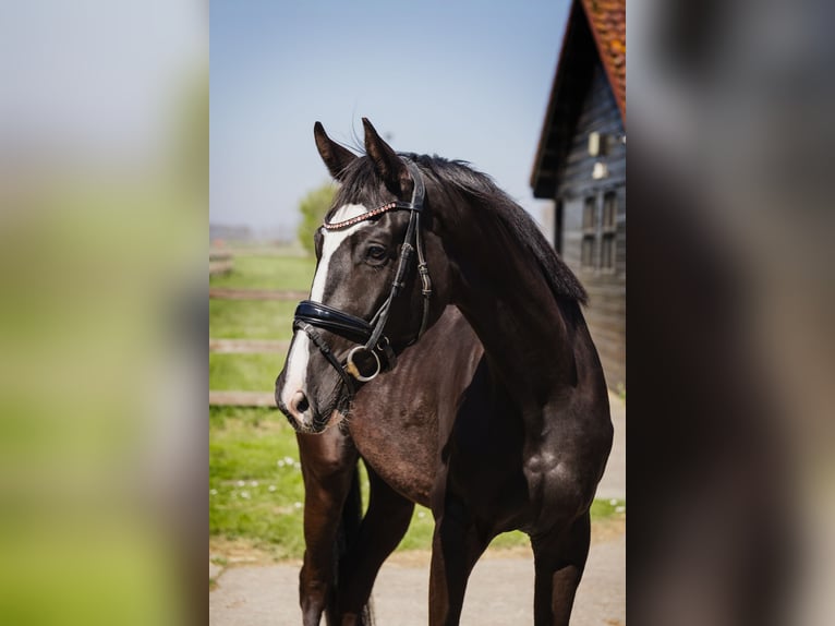 KWPN Wallach 4 Jahre 170 cm Schwarzbrauner in Sluiskil