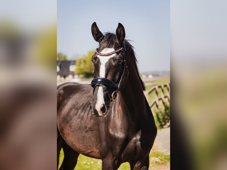KWPN Wallach 4 Jahre 170 cm Schwarzbrauner in Sluiskil