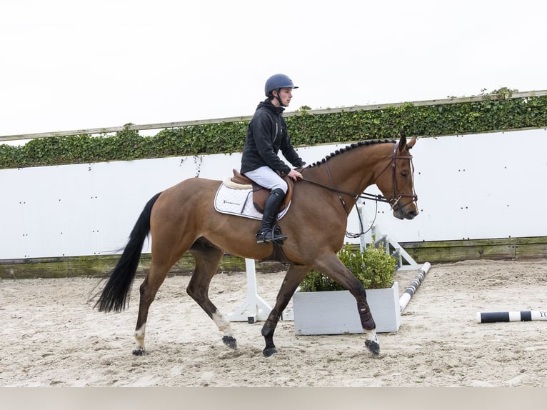 KWPN Wallach 4 Jahre 170 cm  in Waddinxveen