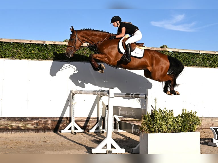 KWPN Wallach 4 Jahre 171 cm Brauner in Waddinxveen