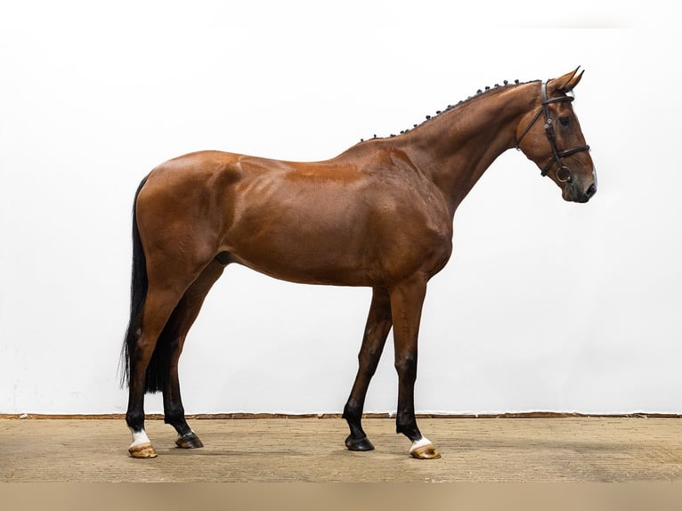 KWPN Wallach 4 Jahre 171 cm Brauner in Waddinxveen