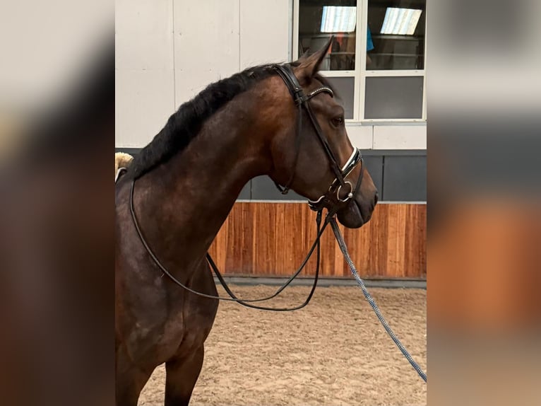 KWPN Wallach 4 Jahre 171 cm Dunkelbrauner in Akersloot