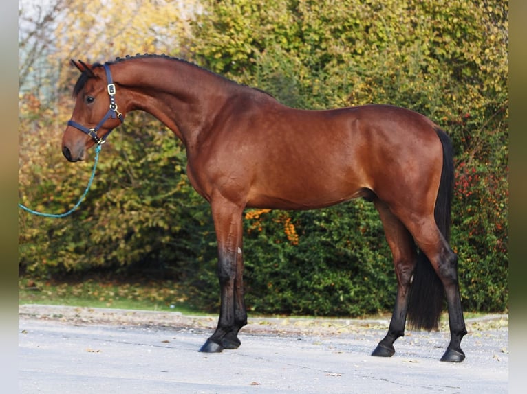 KWPN Wallach 4 Jahre 171 cm Dunkelbrauner in Tongerlo