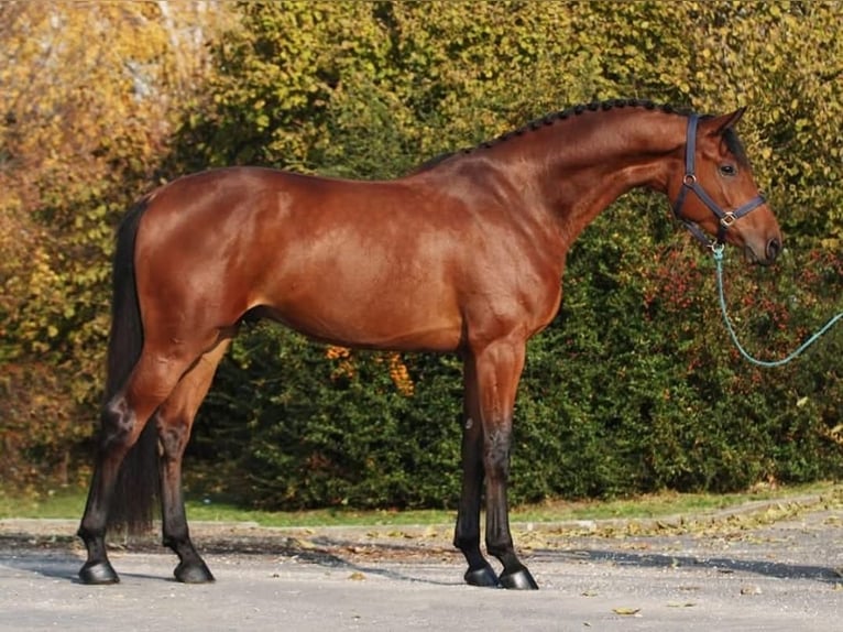 KWPN Wallach 4 Jahre 171 cm Dunkelbrauner in Tongerlo