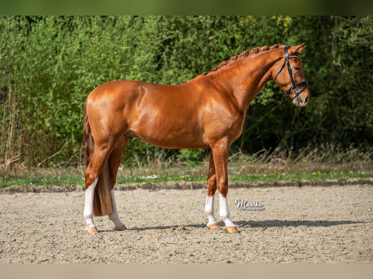 KWPN Wallach 4 Jahre 171 cm Fuchs in Aalsmeer