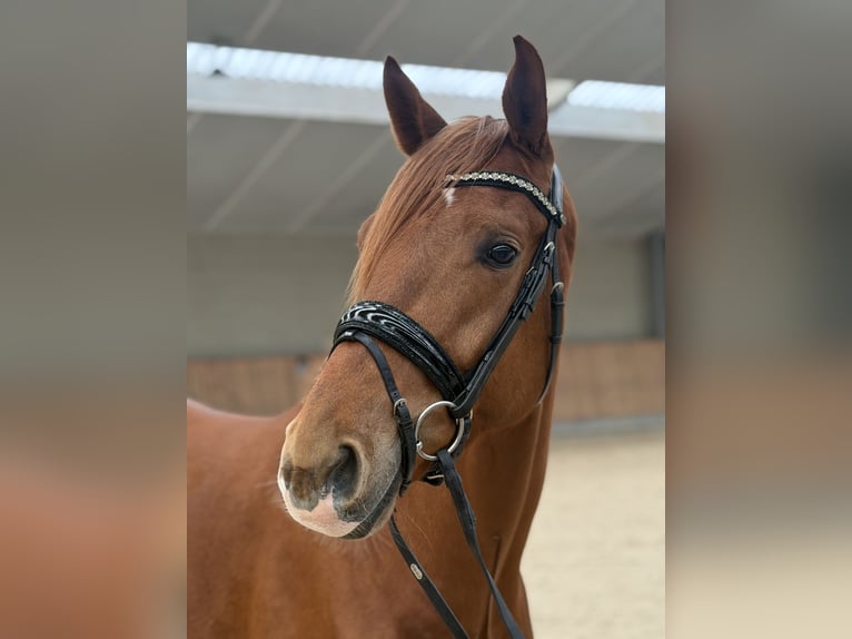 KWPN Wallach 4 Jahre 171 cm Fuchs in Aalsmeer