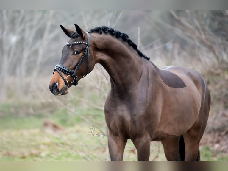KWPN Wallach 4 Jahre 171 cm Hellbrauner in Peer