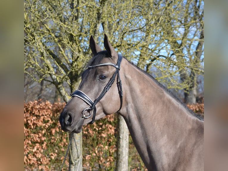 KWPN Wallach 4 Jahre 171 cm Rappe in Diever