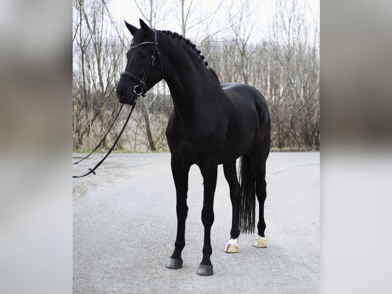 KWPN Wallach 4 Jahre 171 cm Rappe in Kecskemét