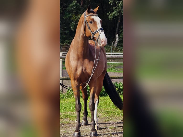 KWPN Wallach 4 Jahre 171 cm in Someren