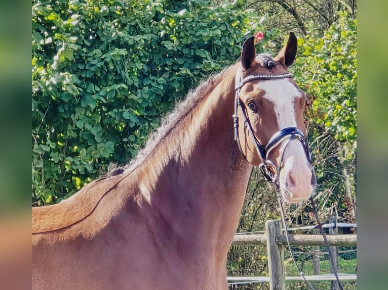 KWPN Wallach 4 Jahre 171 cm in Someren