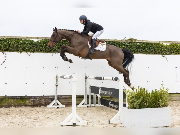 KWPN Wallach 4 Jahre 171 cm  in Waddinxveen