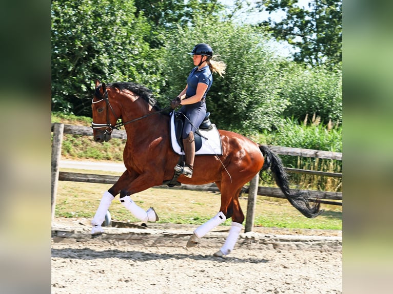 KWPN Wallach 4 Jahre 172 cm Brauner in Kempen